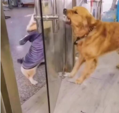 Il litigio fra il Corgi e l’altro cane andrà avanti, ma solo a distanza (e dopo un sorso d’acqua)