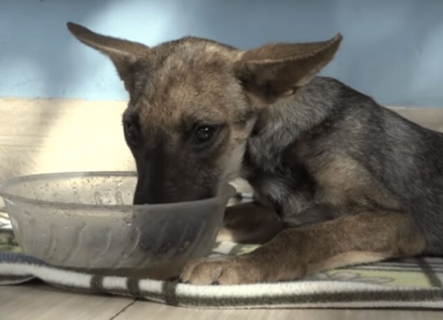 Abbandonano un cucciolo di cane con la pancia gonfia sul ciglio della strada e lo lasciano al suo destino