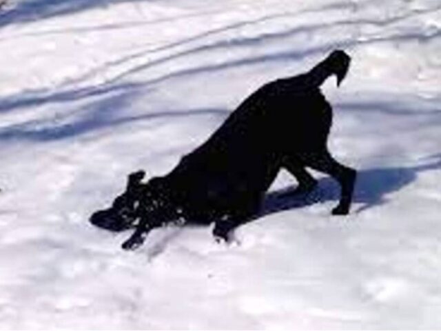 Un cane grande e grosso fa sciogliere tutti con i suoi particolari giochi sulla neve