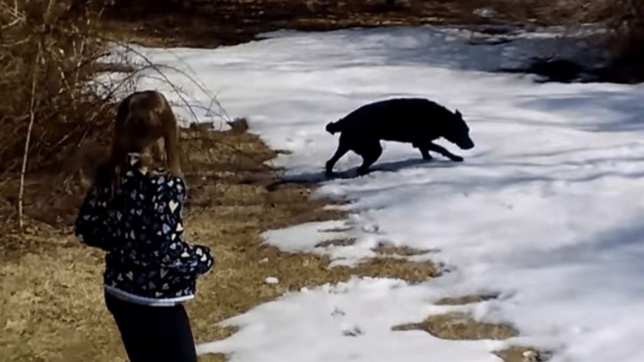 Cane nero cammina sulla neve