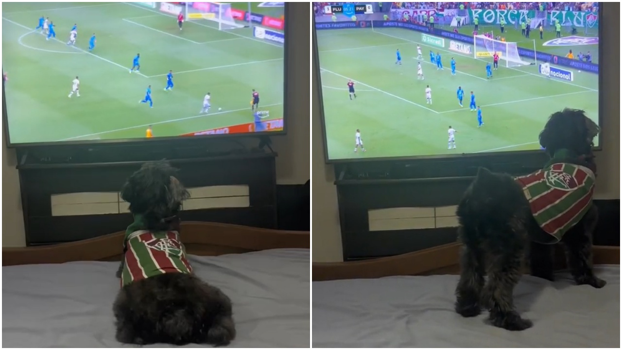 cane guarda la tv