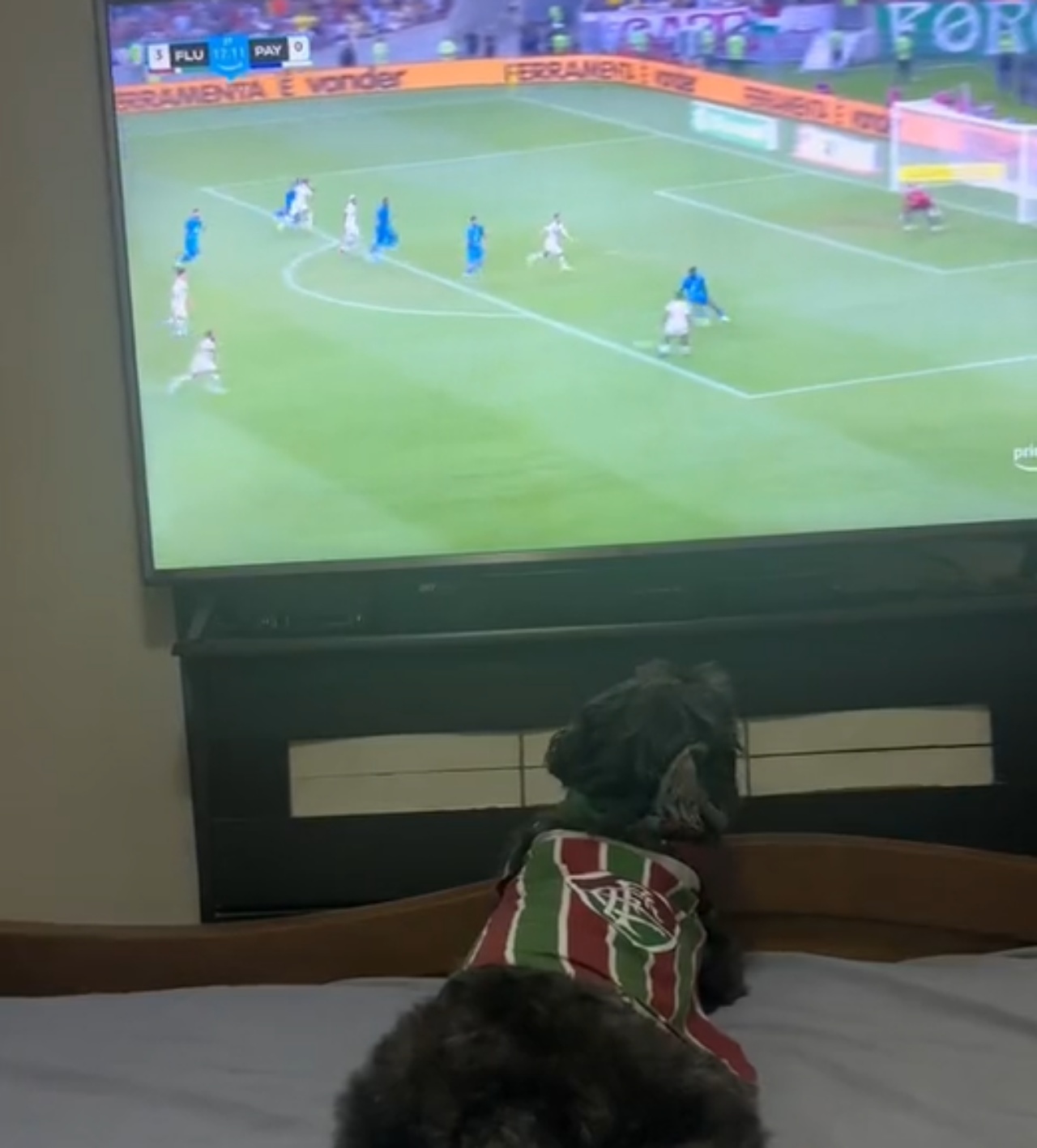 Cane è concentrato sullo schermo