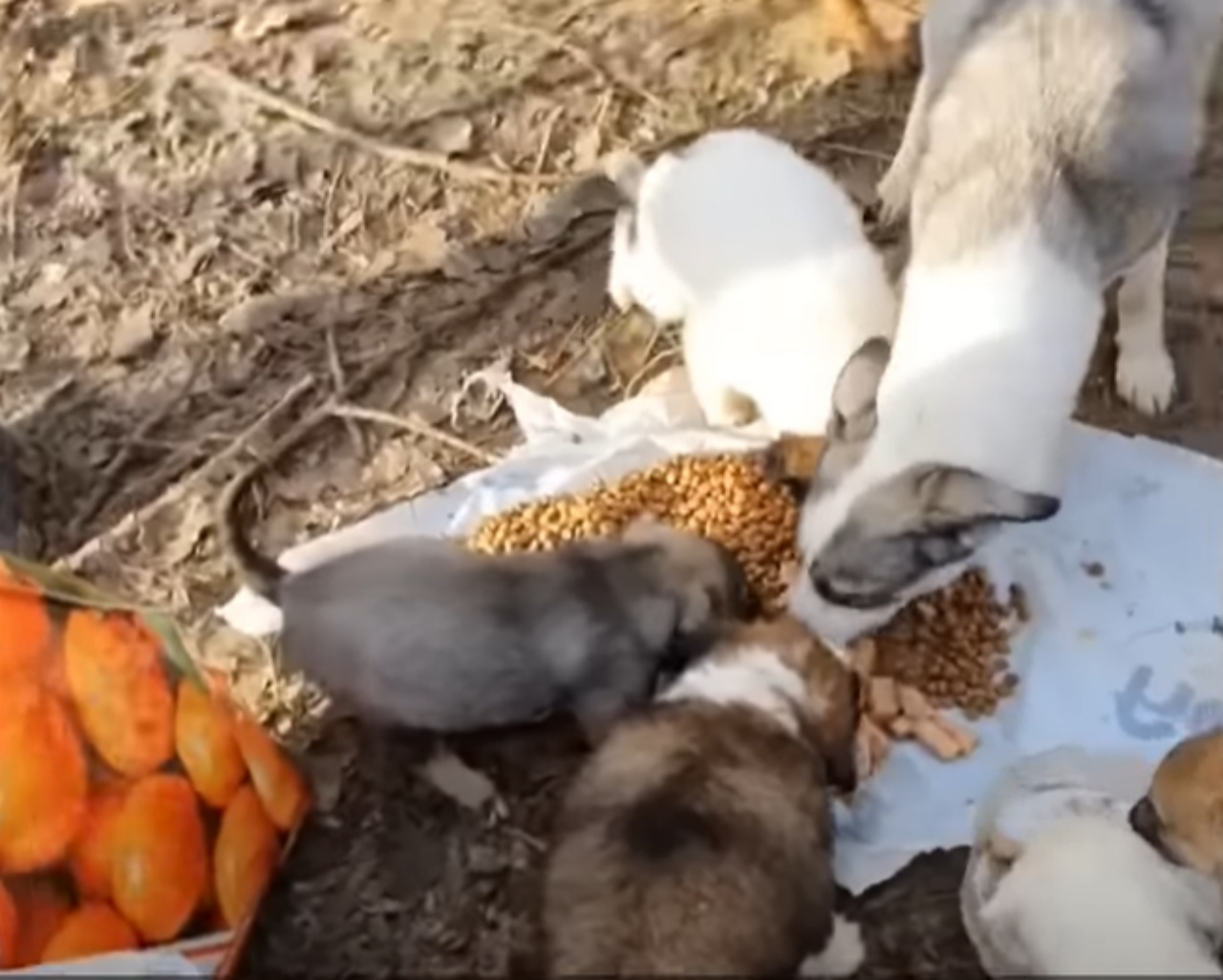 Mamma cane con i cuccioli