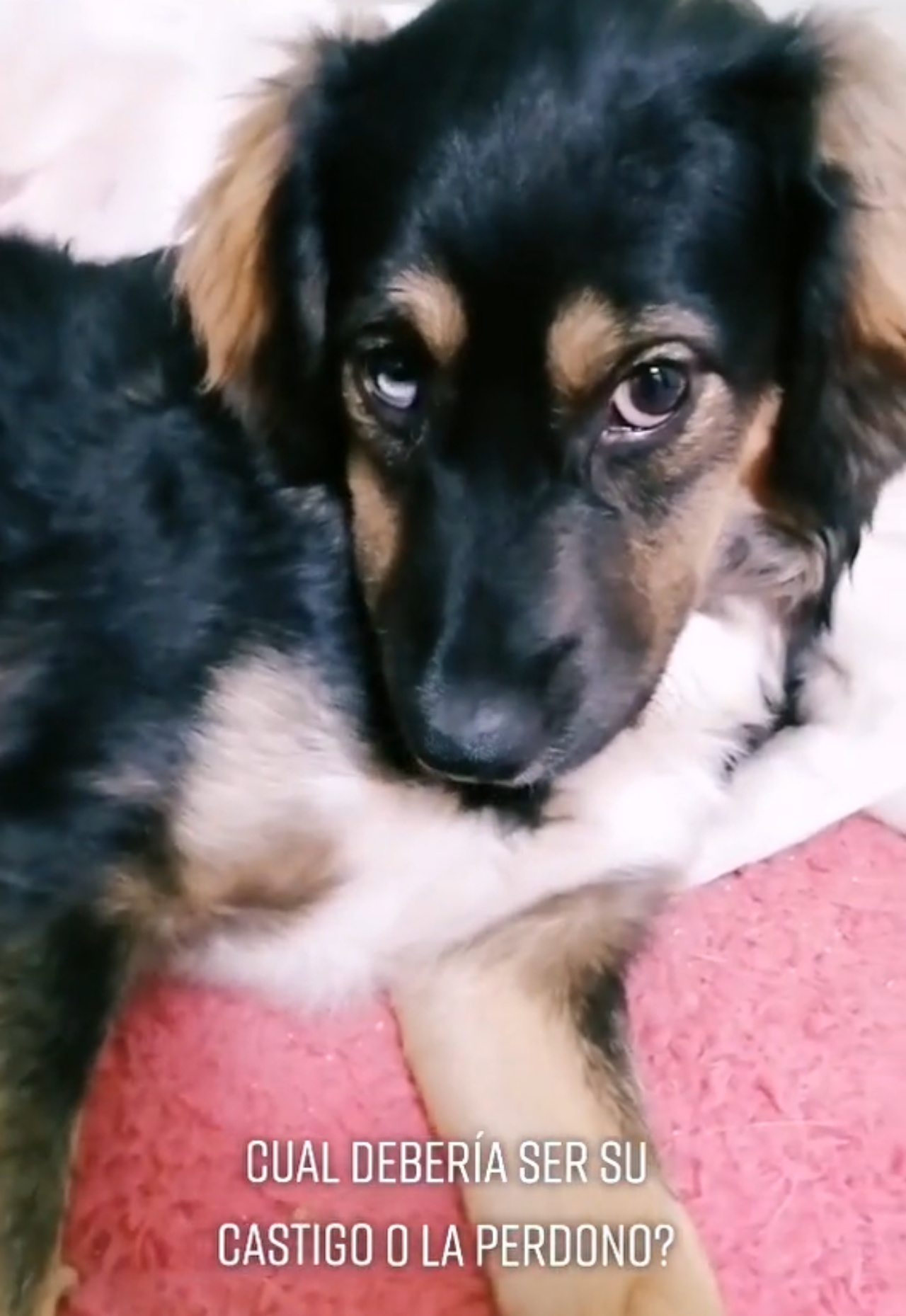 Cagnolina con lo sguardo colpevole