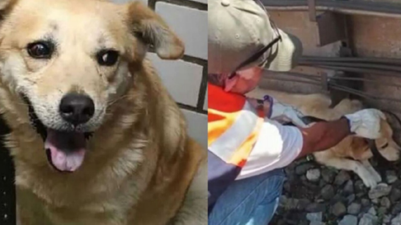 Cane salvato dai binari della metropolitana 