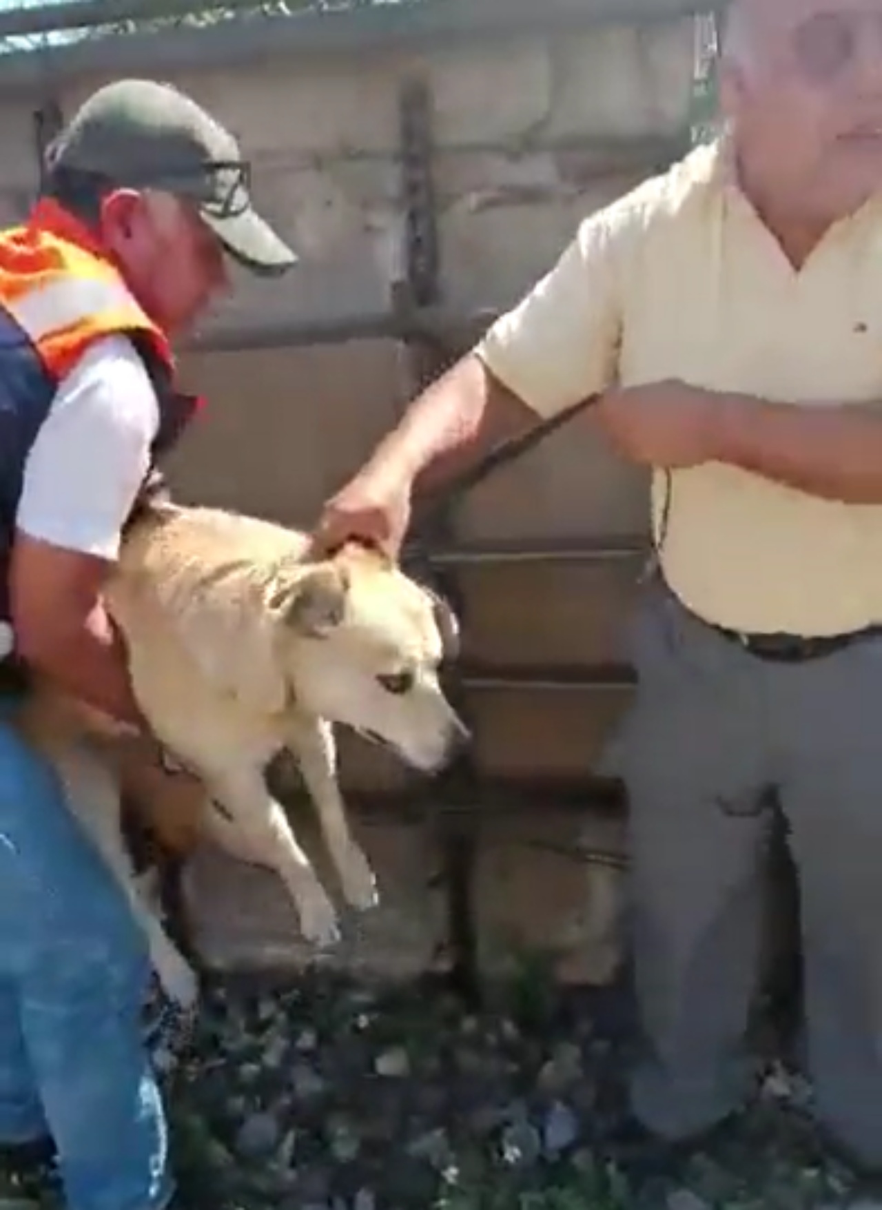 Operatore prende in braccio il cane