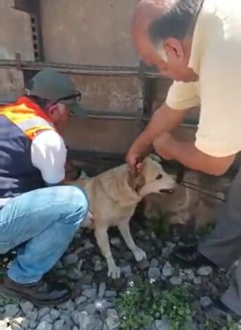 Lo salvano in metropolitana, credevano fosse randagio: per questo cane c’è un lieto fine