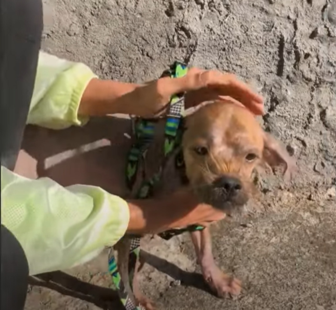 Cagnolino senza pelo