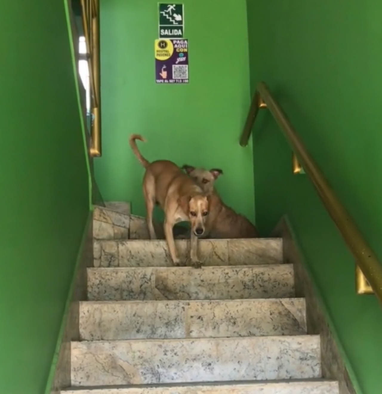 Cane scende dalle scale