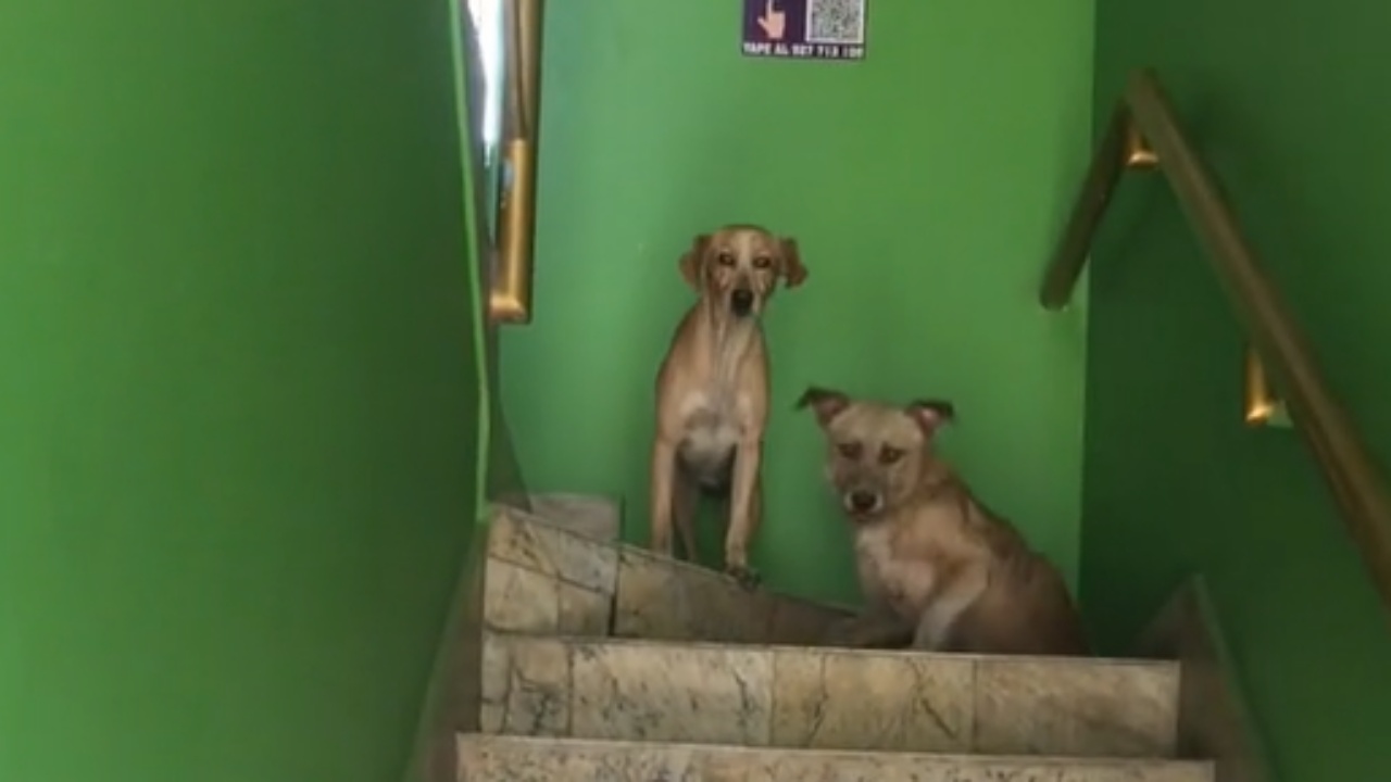 Cane seduti sulle scale
