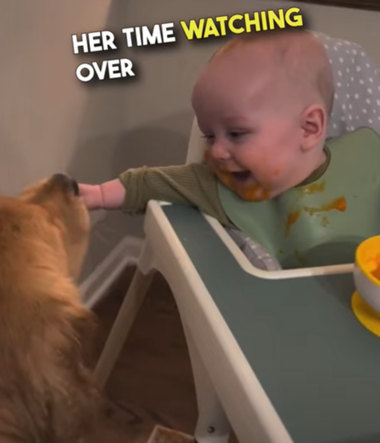 Cucciolo lecca il neonato