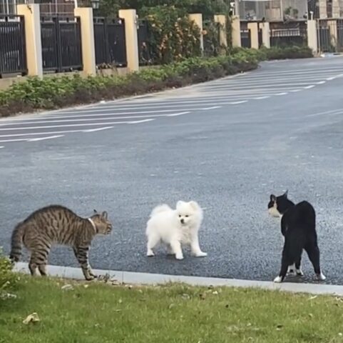 Il cane prova a intervenire per impedire un litigio tra gatti, ma le cose non vanno come pensava