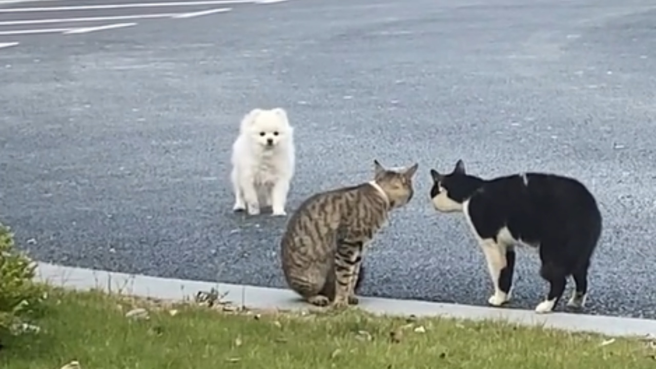 Cane raggiunge i felini