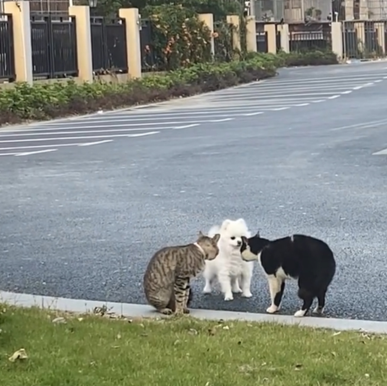 Cane e gatti s'incontrano