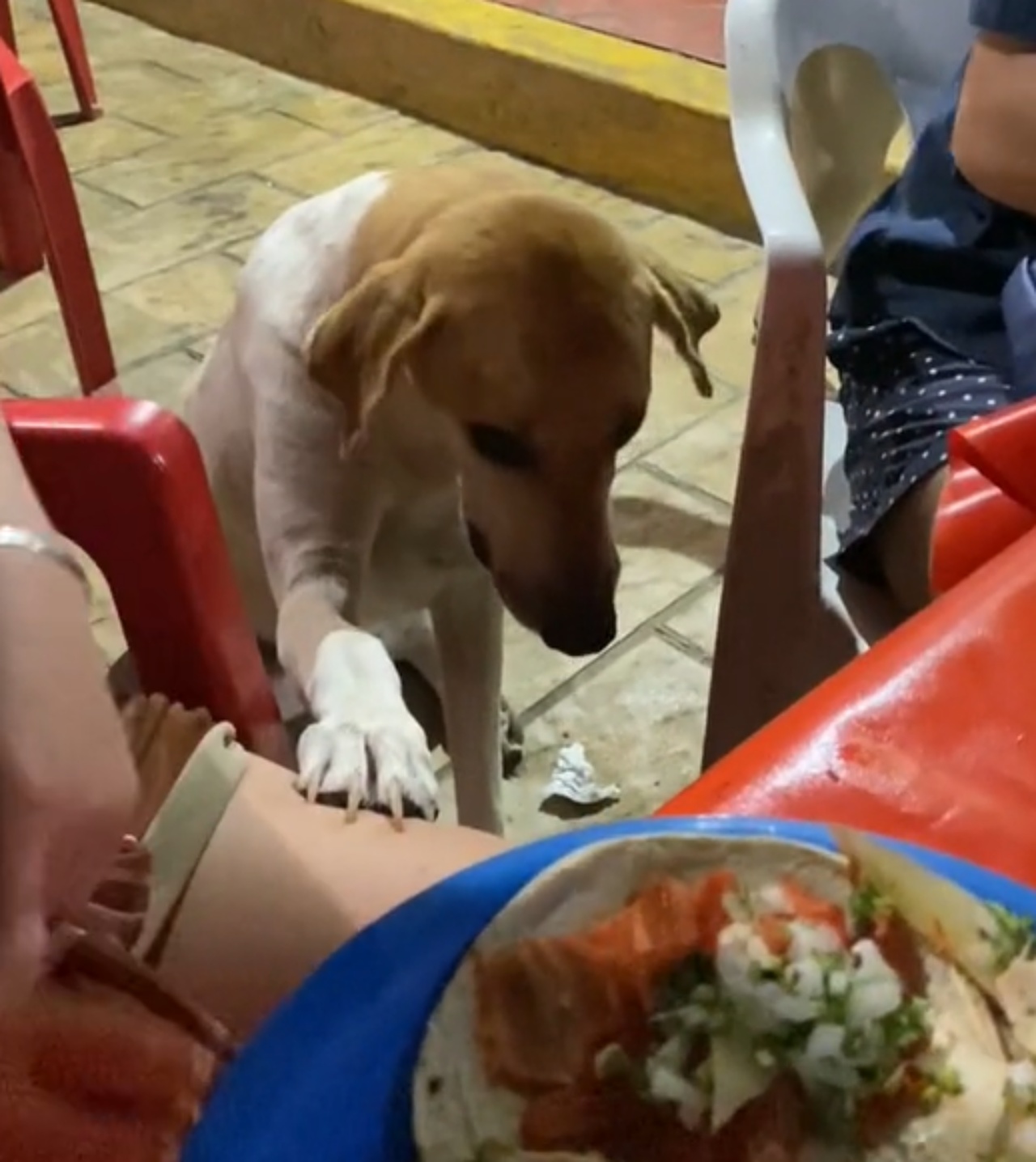 Cane chiede cibo
