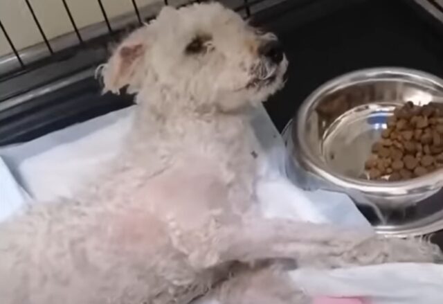 Il cane con un grave problema al cervello ha sofferto più quando il padrone lo ha abbandonato che quando si è ammalato