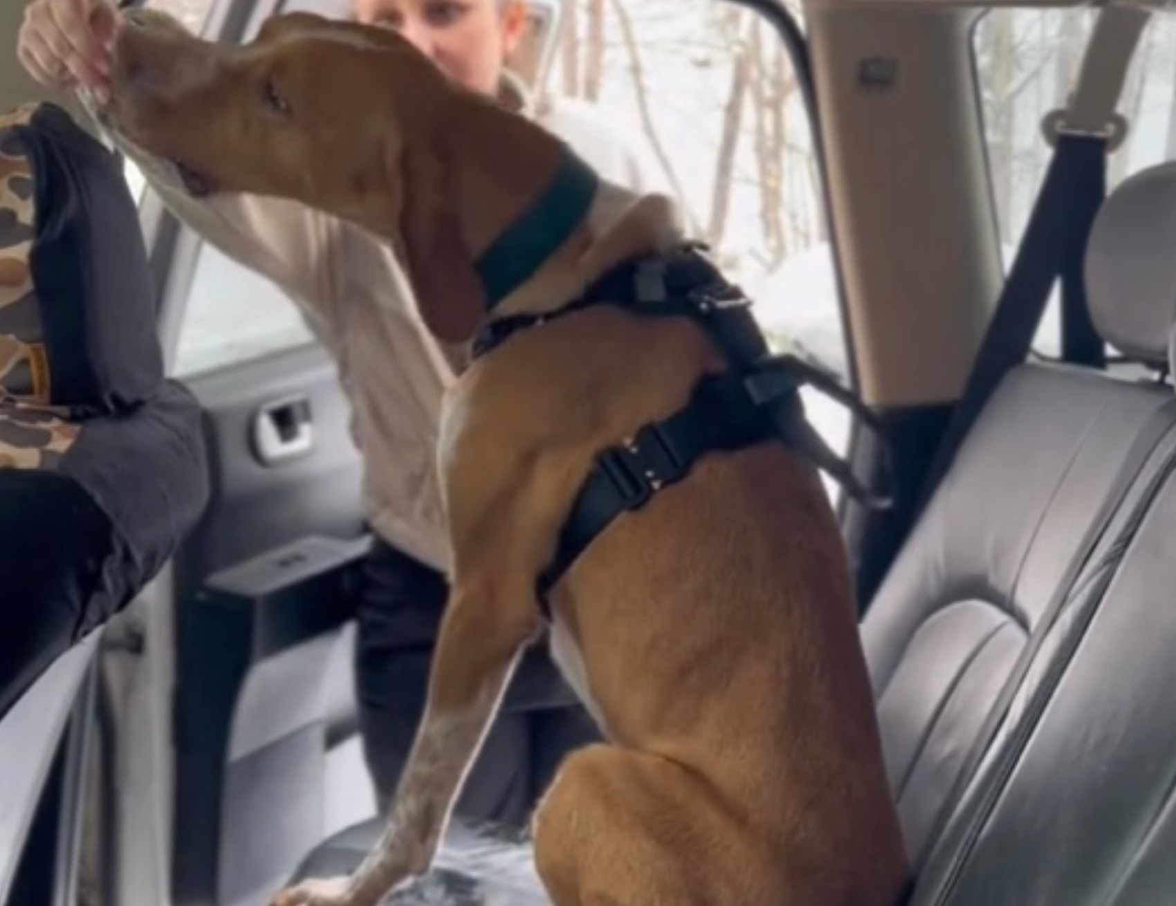 Cane mangia un biscotto