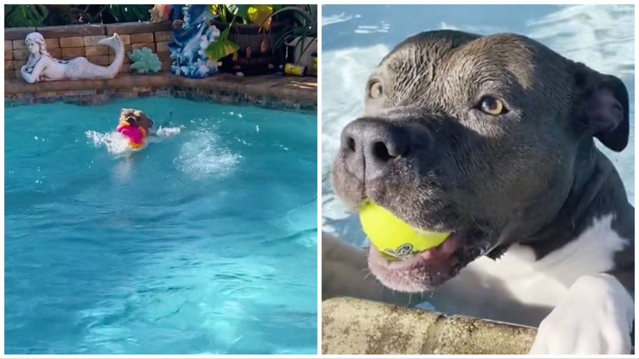 Pit Bul in piscina