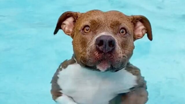 Cane o sirena? Questa Pitbull adora stare in piscina e lo dimostra in tutti i modi