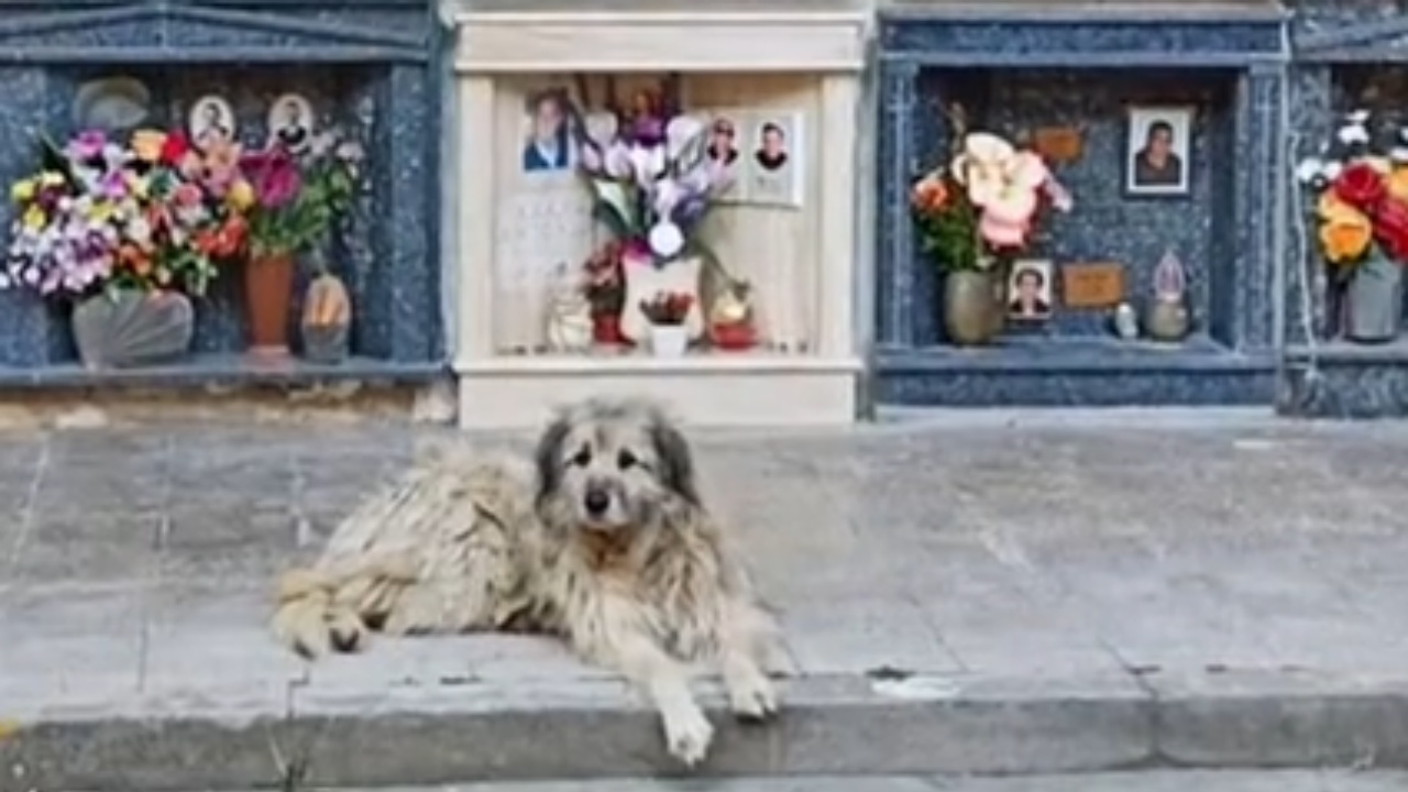 Cane vive al cimitero