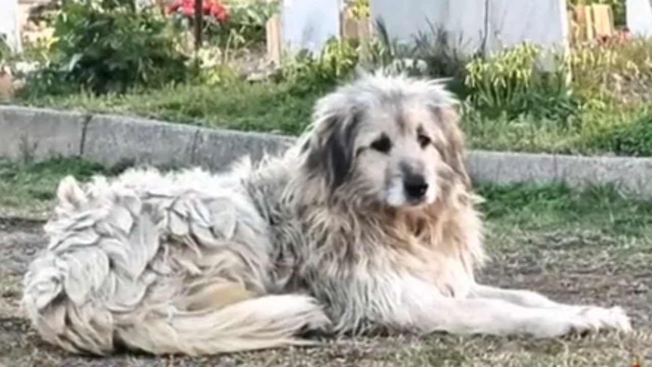 Cane sta sulla tomba della padrona