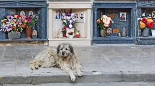 Lei è Magda, la Hachiko italiana che piange ogni giorno sulla tomba della mamma umana