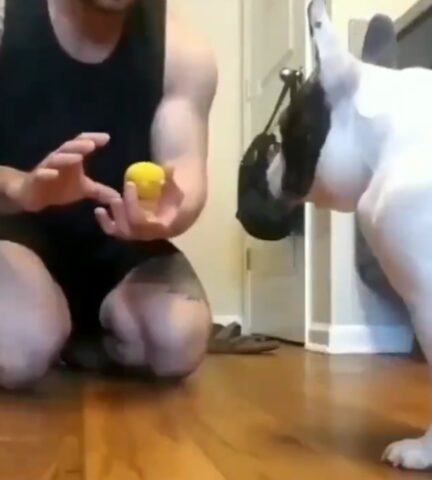 Il padrone fa un trucco di magia e il cane rimane estremamente sorpreso: spettacolare
