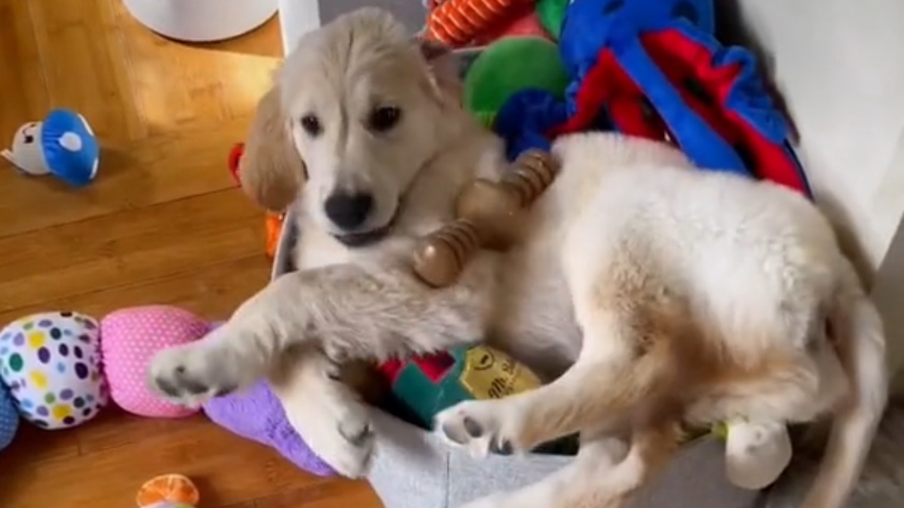 Cucciolo nella cesta dei peluche