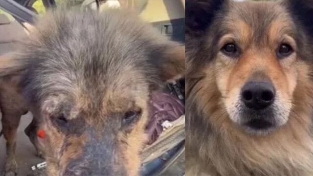 Da non credere: questo cane si è letteralmente trasformato dopo aver trovato l’amore