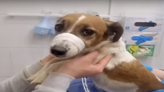Dopo essere stato abbandonato, questo cane era affamato e scontroso: salvarlo è stato un’impresa