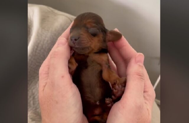 É così piccolo da stare dentro le mani: il cucciolo di cane è proprio microscopico