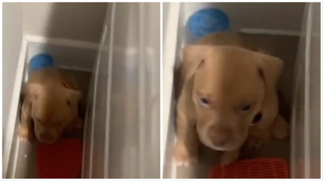 Era terrorizzato: questo cucciolo di Pitbull appena adottato voleva solo nascondersi e scomparire
