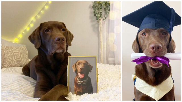 La famiglia regala al cane una foto di laurea in modo che non si senta diverso dagli altri figli