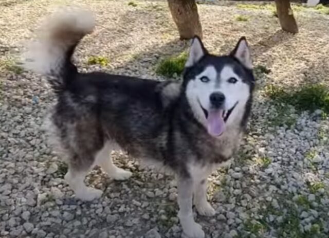 Il proprietario senza cuore lo ha abbandonato al freddo e al gelo: questo Husky si stava lasciando andare