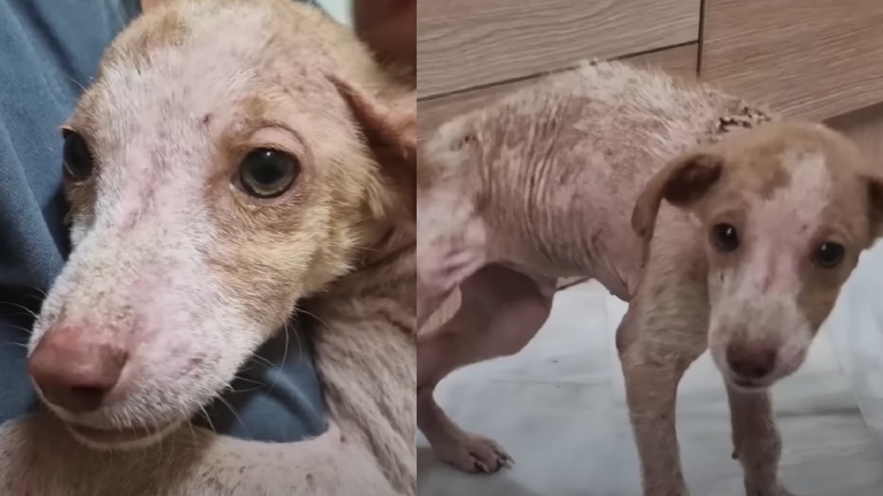 cucciolo di cane malato