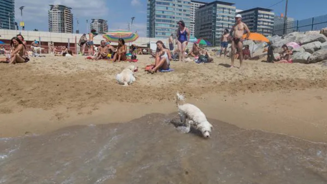 cani in spiaggia