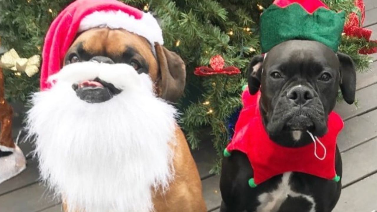 Il cane aiuta il suo amico umano