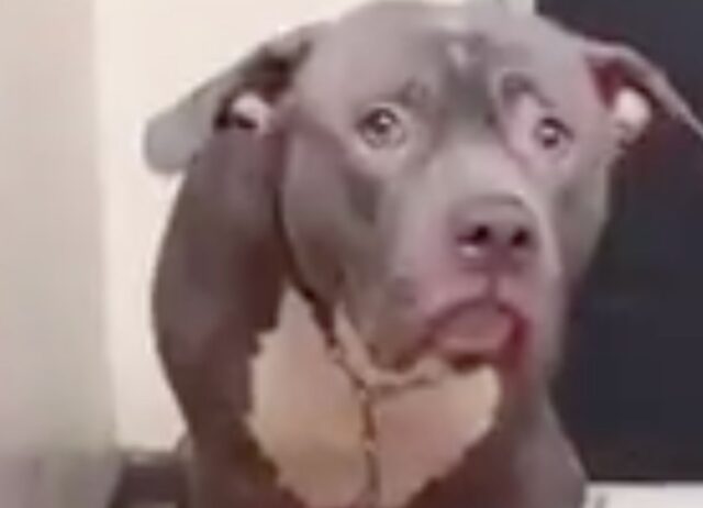 Il Pitbull all’interno del canile mostra l’espressione più straziante che si sia mai vista