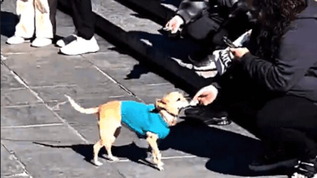 Il cagnolino raccoglie i soldi del suo padrone, un musicista di strada: insieme sperano di andare avanti