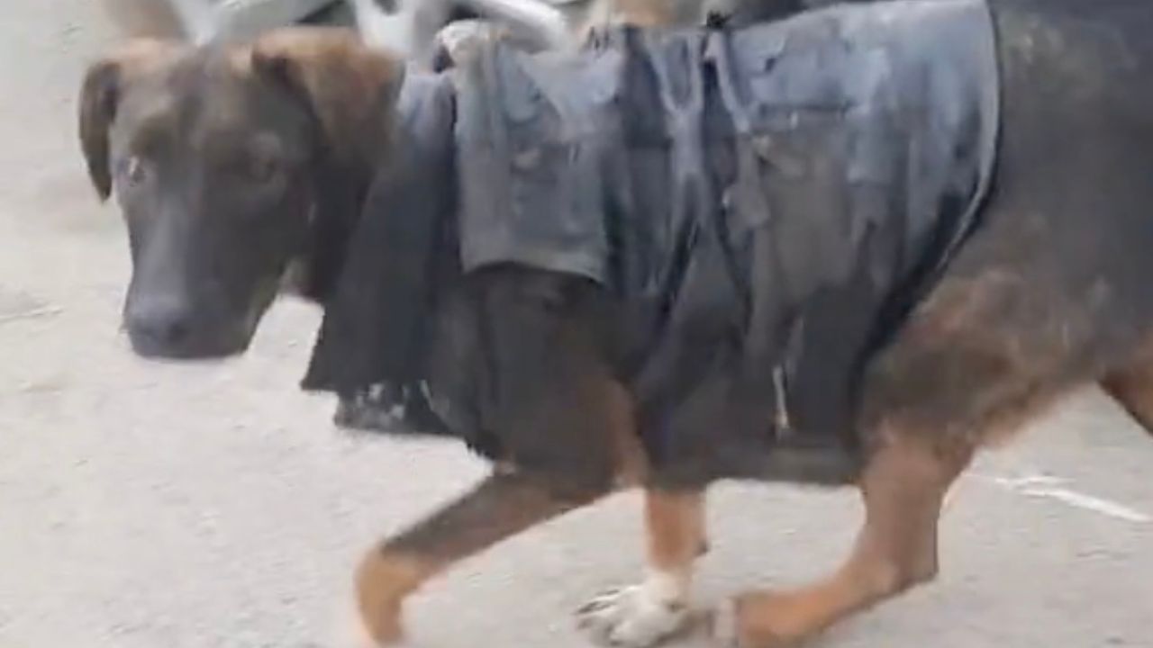 Cane veste un giubbetto di pelle