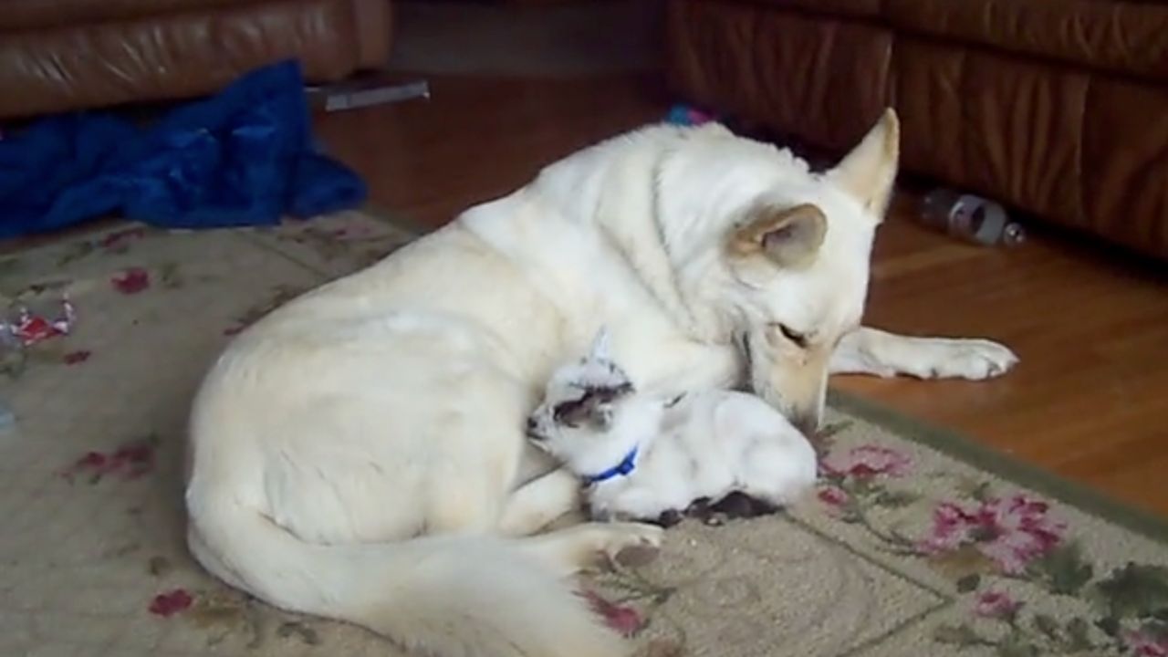 Cane si prende cura di una capra pigmea