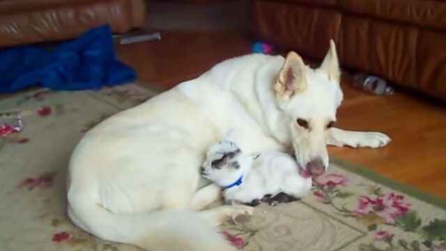 Il cane adotta una capra pigmea e non si separano mai: la loro è una bellissima storia d’amore