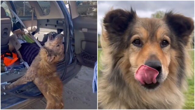 Lo hanno trovato così, arrabbiato e diffidente: la trasformazione di questo cane è pazzesca