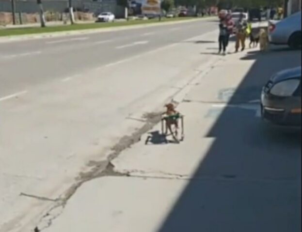 Il cane disabile impara a usare molto bene il suo carrellino e diventa l’idolo delle folle