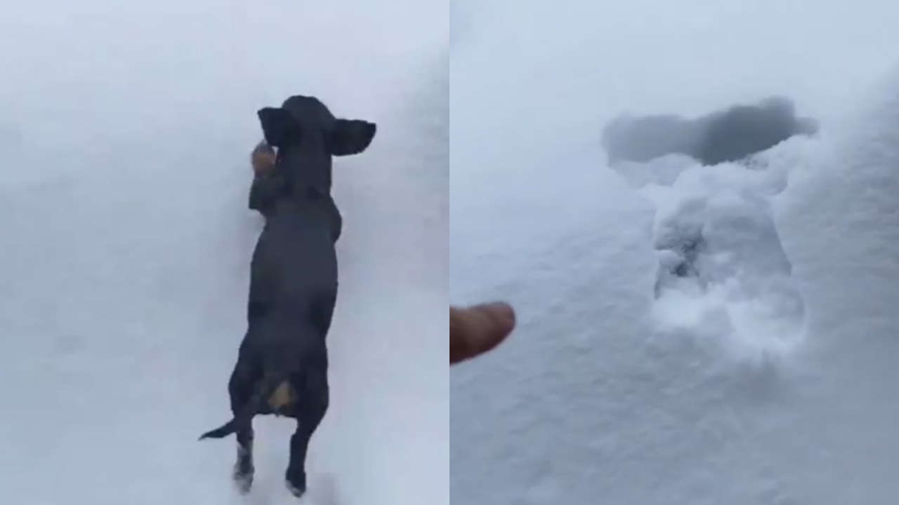 cane salta sulla neve