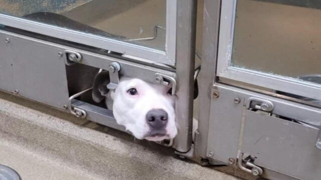Il cane fa capolino fuori dalla sua gabbia in canile per guardare i suoi amici che vengono adottati