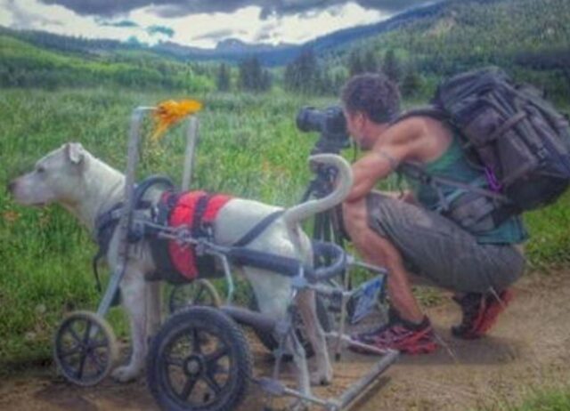 Il cane in carrellino è felicissimo: passa la vita girando il mondo con il suo papà fotografo