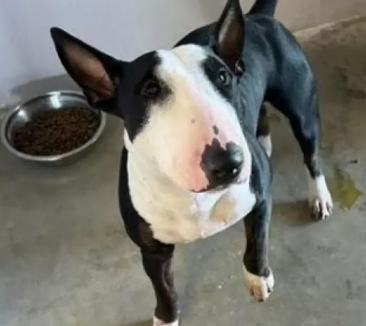 Cagnolina bianco e nera