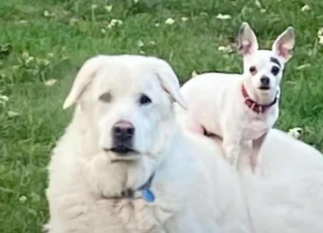 Il cane perde il suo fratellone e per superare il lutto si affeziona a un peluche caldo e coccoloso