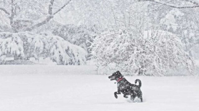 Il cane randagio abbraccia la bambina per tenerla al caldo durante la bufera di neve